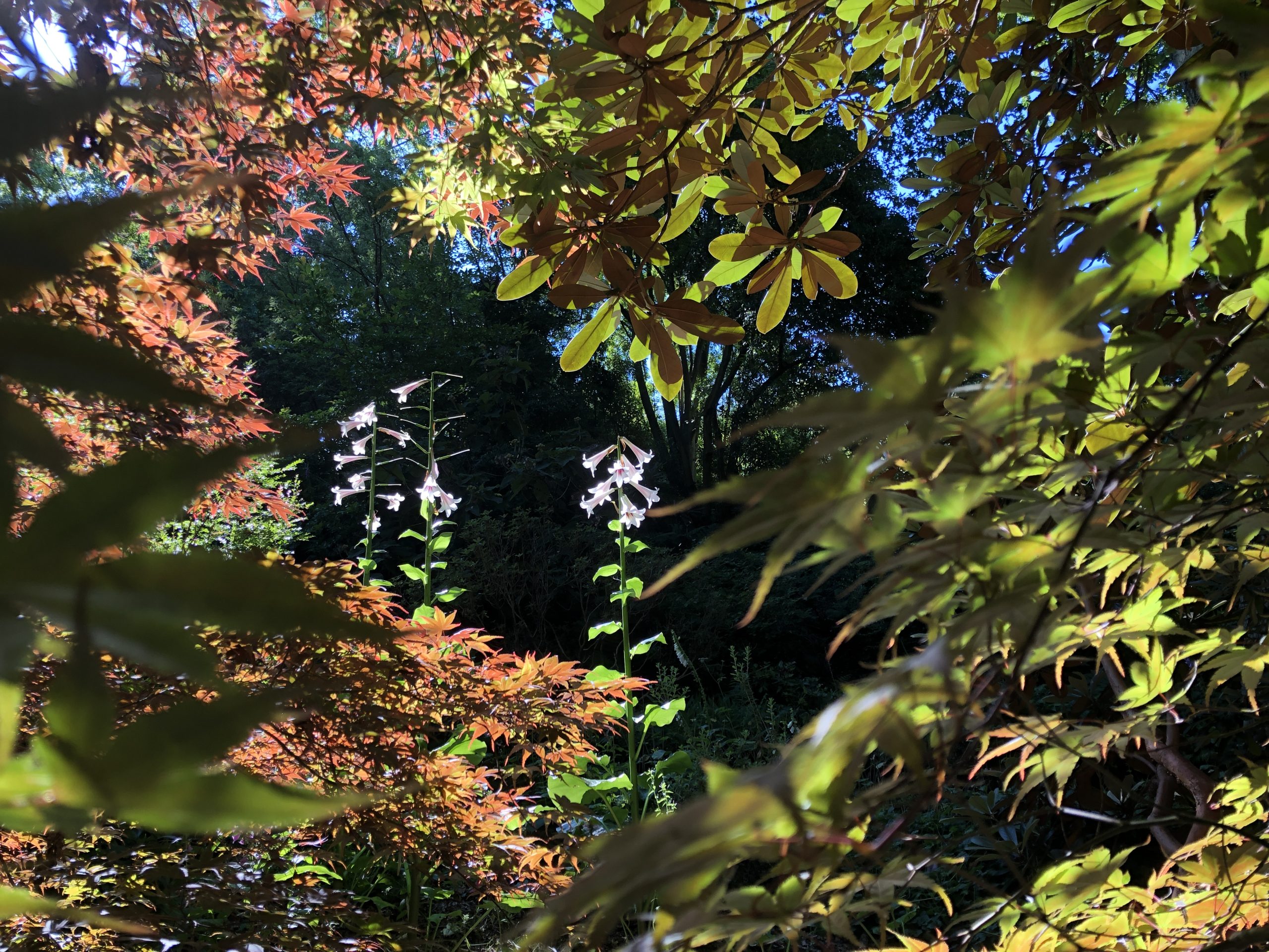 Cardiocrinum in woodland